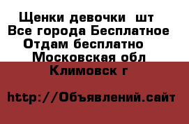 Щенки девочки 4шт - Все города Бесплатное » Отдам бесплатно   . Московская обл.,Климовск г.